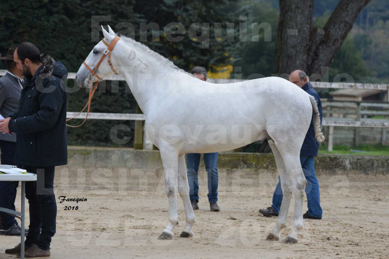 Confirmation de chevaux LUSITANIENS aux Haras d'UZES en novembre 2018 - DON QUICHOTTE DU MOLE - 12