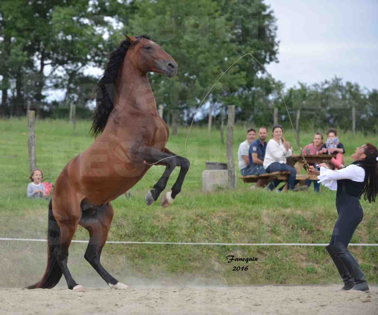 Spectacle de chevaux PRE chez Frédérique VIGNE - 06