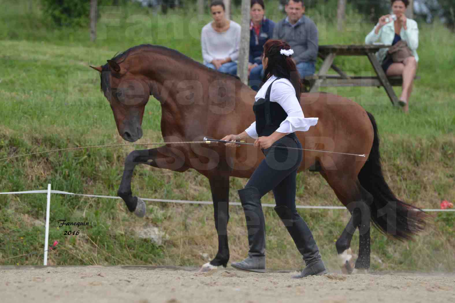 Spectacle de chevaux PRE chez Frédérique VIGNE - 11