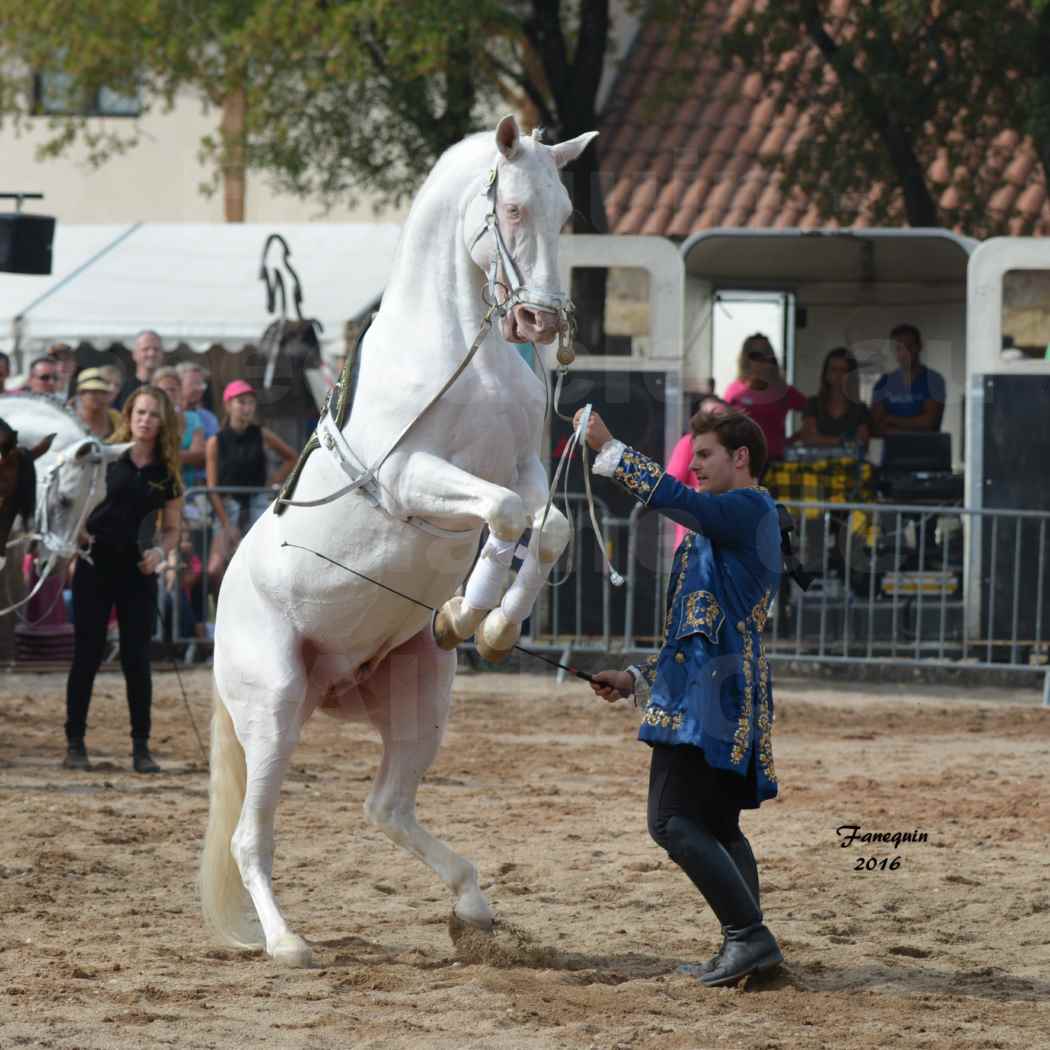 Spectacle équestre le 3 Septembre 2016 au Domaine de GAILLAC - Haute école avec la famille HASTALUEGO - 09