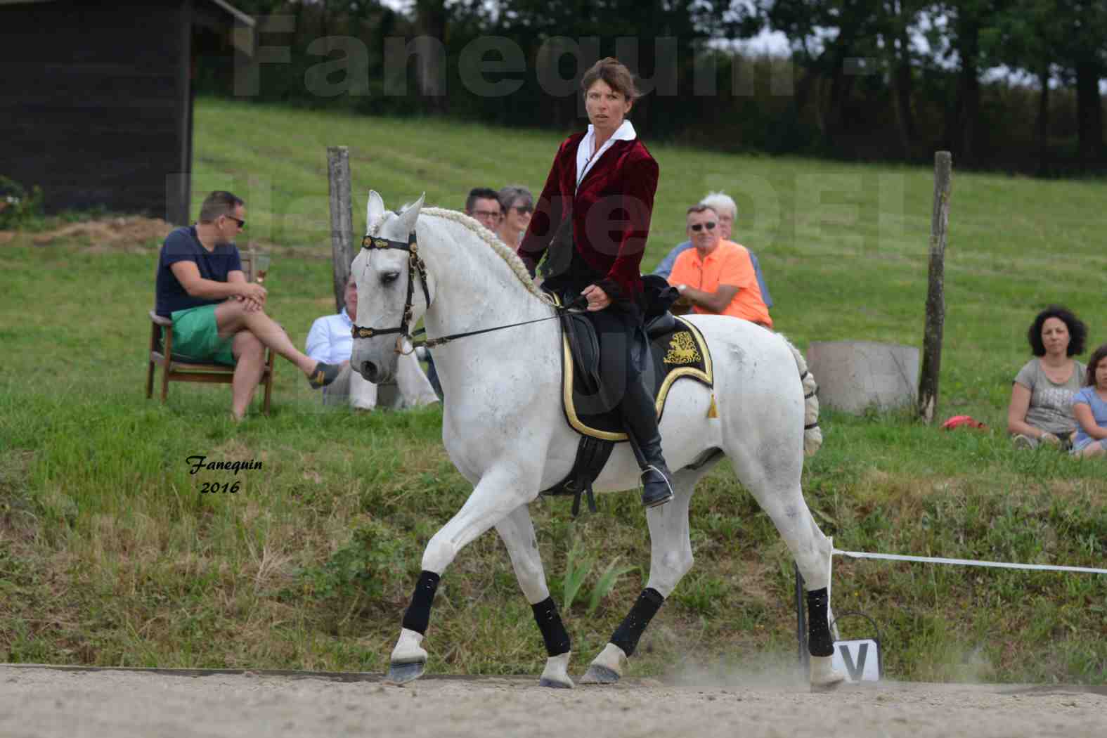 Spectacle de chevaux PRE chez Frédérique VIGNE - 14