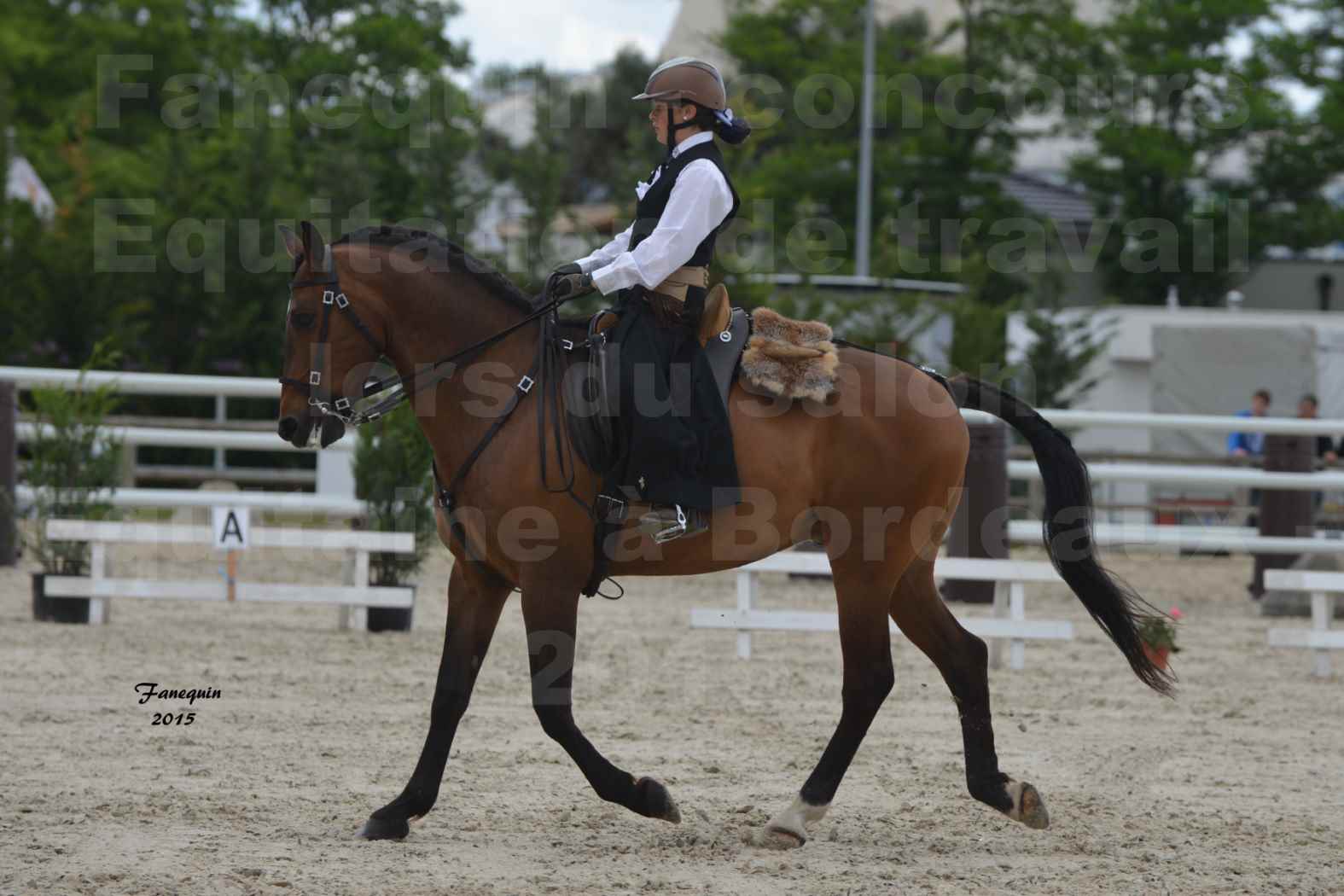 Salon Equitaine de Bordeaux 2015 - Concours d'Equitation de Travail avec chevaux Ibériques - G - 1