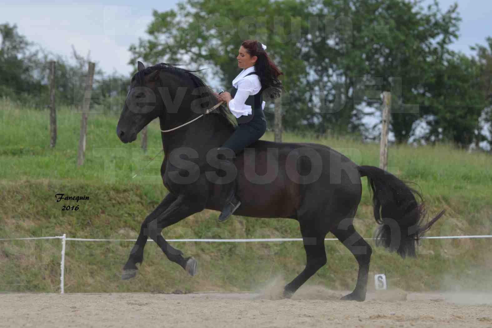 Spectacle de chevaux PRE chez Frédérique VIGNE - 41