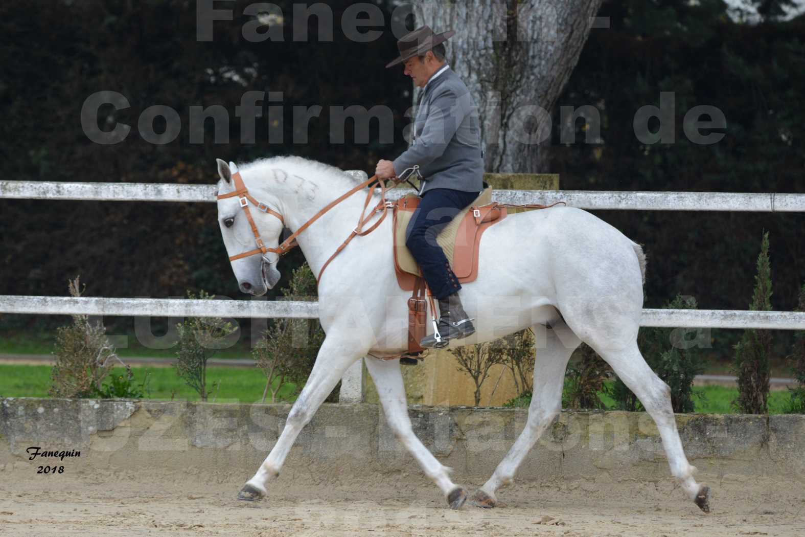 Confirmation de chevaux LUSITANIENS aux Haras d'UZES en novembre 2018 - DON QUICHOTTE DU MOLE - 04