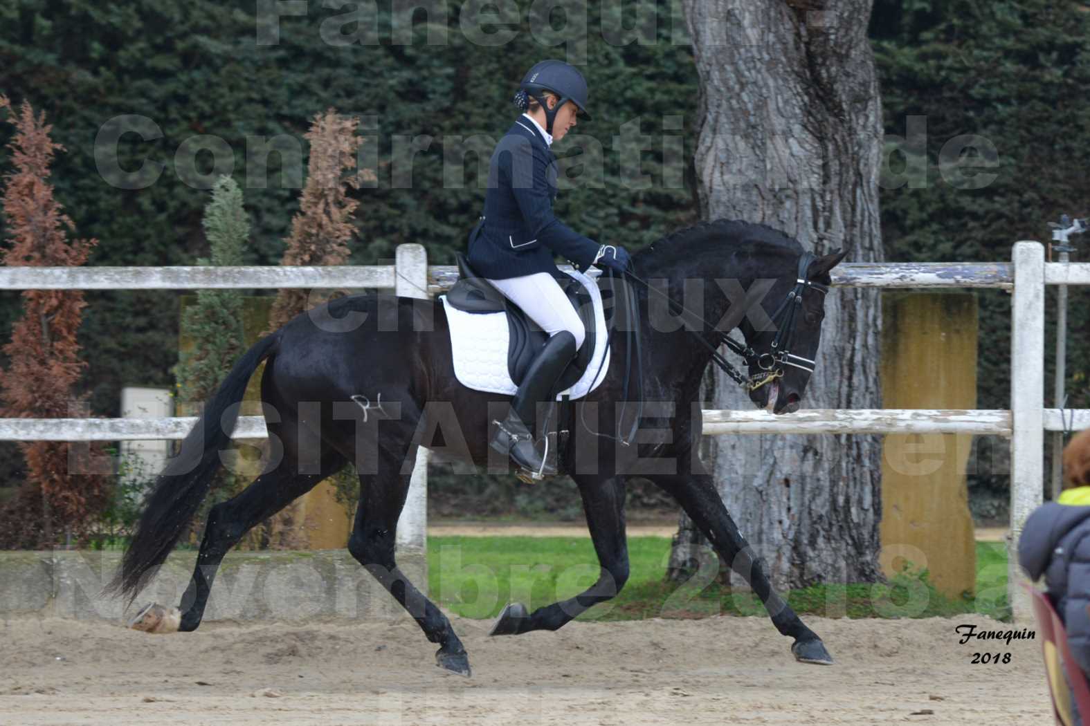 Confirmation de chevaux LUSITANIENS aux Haras d'UZES en novembre 2018 - Étalons - GUADALQUIVIR - 11