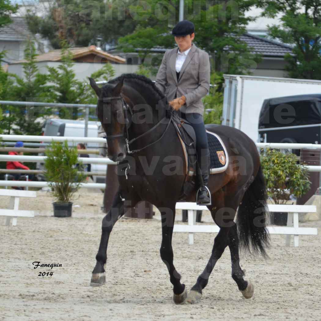 Salon Equitaine de Bordeaux en 2014 - concours Equitation de travail - Épreuve de Dressage - 06