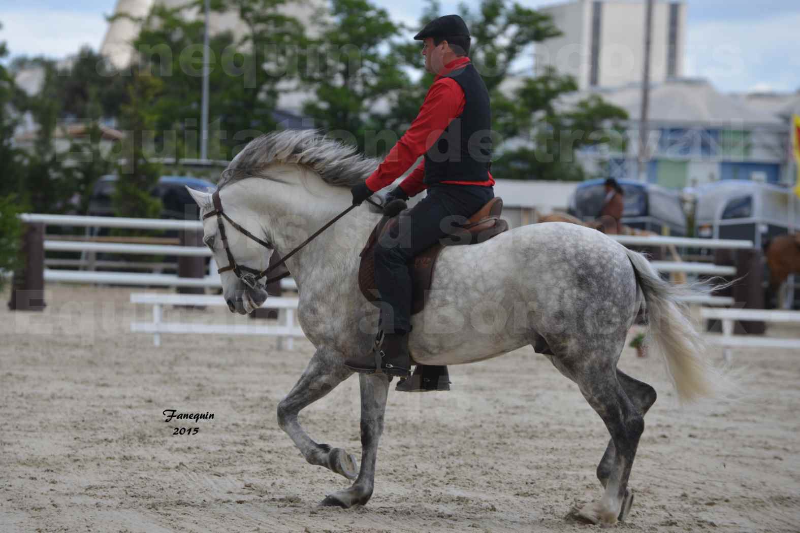 Salon Equitaine de Bordeaux 2015 - Concours d'Equitation de Travail avec chevaux Ibériques - Q - 5