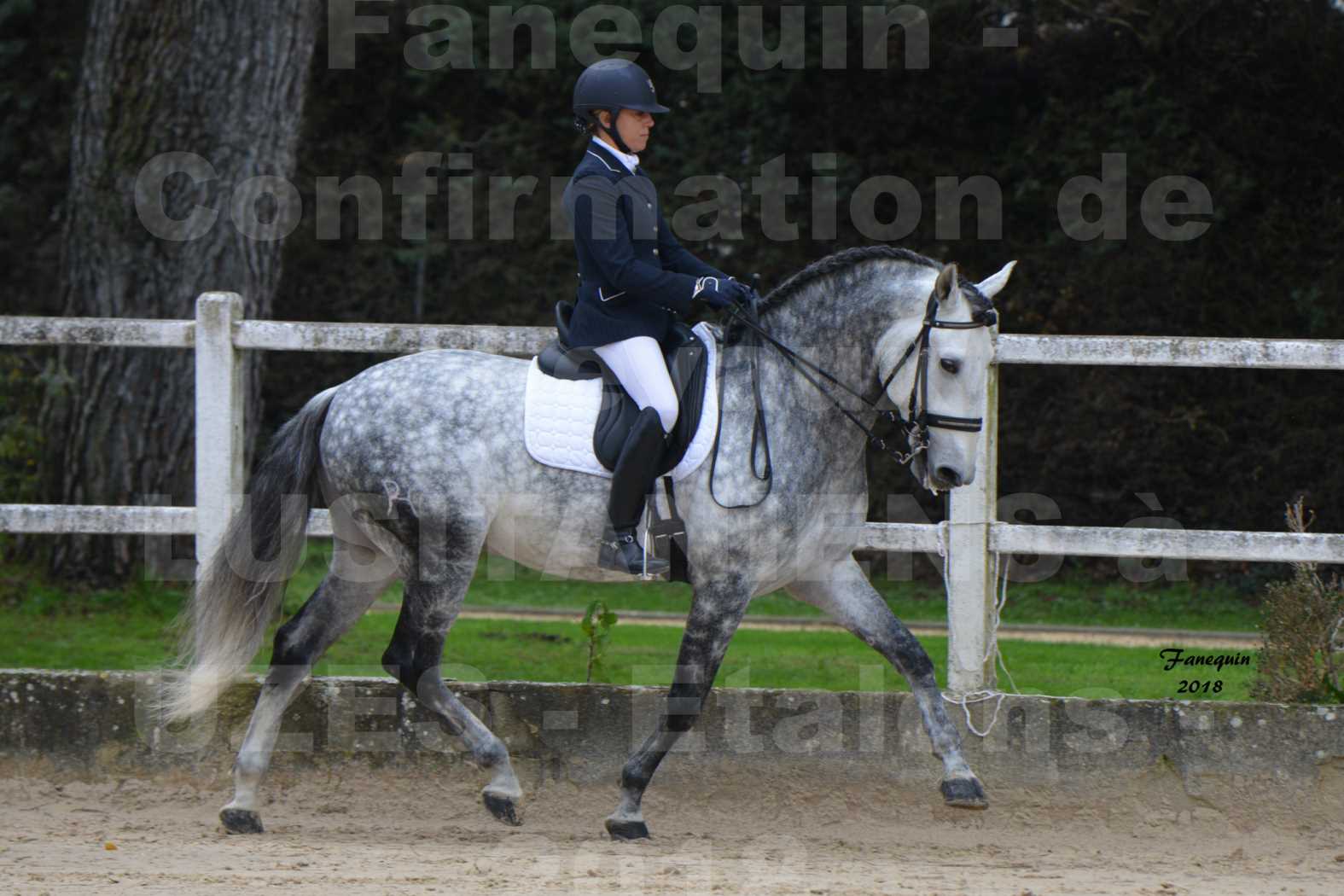 Confirmation de chevaux LUSITANIENS aux Haras d'UZES en novembre 2018 - GUSTAVO - 06