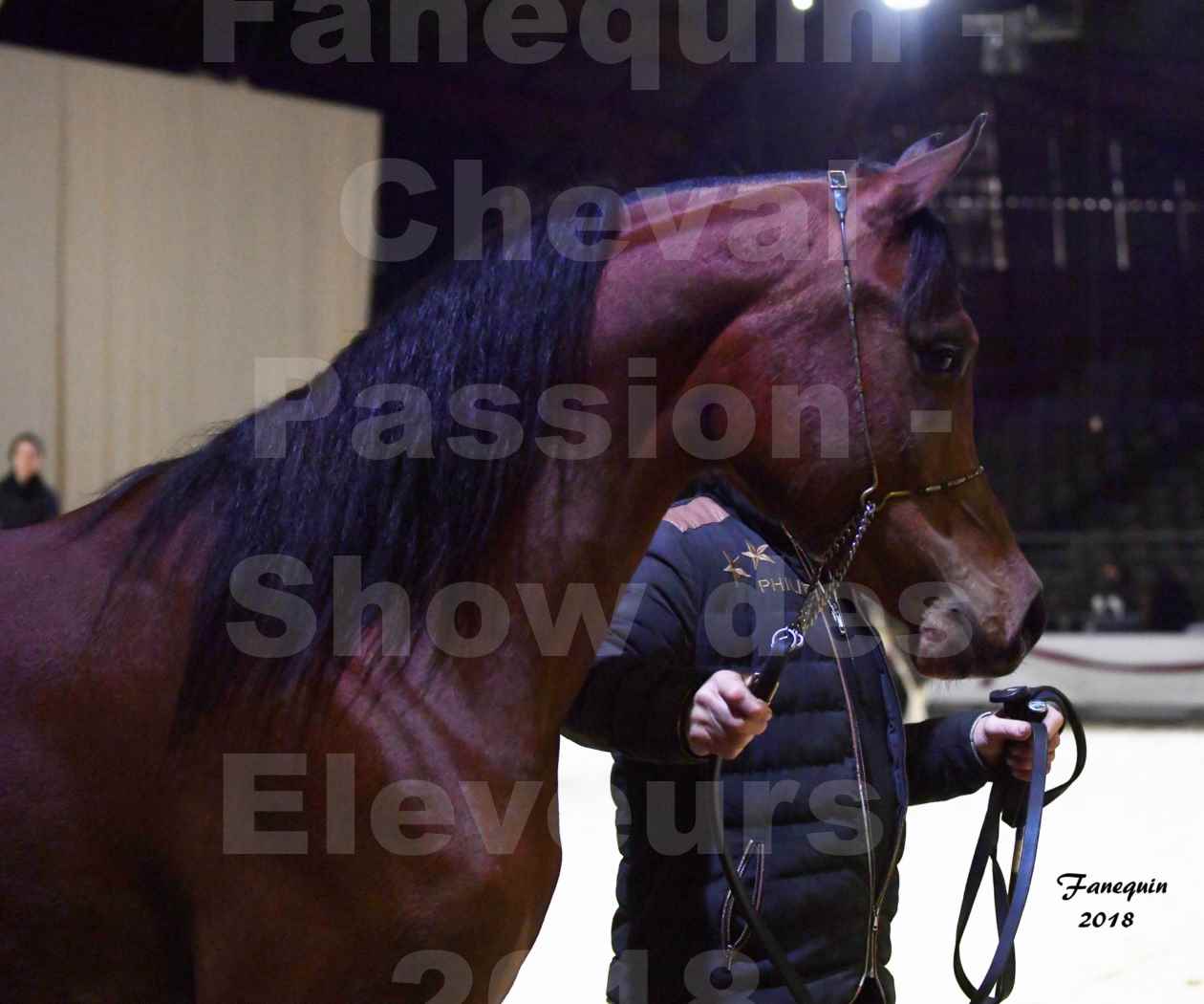 Cheval passion 2018 - Show des éleveurs - Chevaux ARABES - Notre Sélection - Portraits - 1