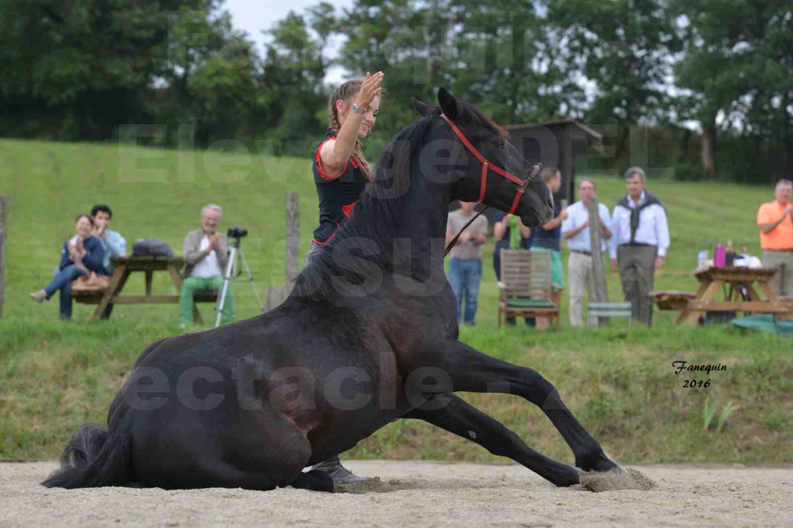 Spectacle de chevaux PRE chez Frédérique VIGNE - 33