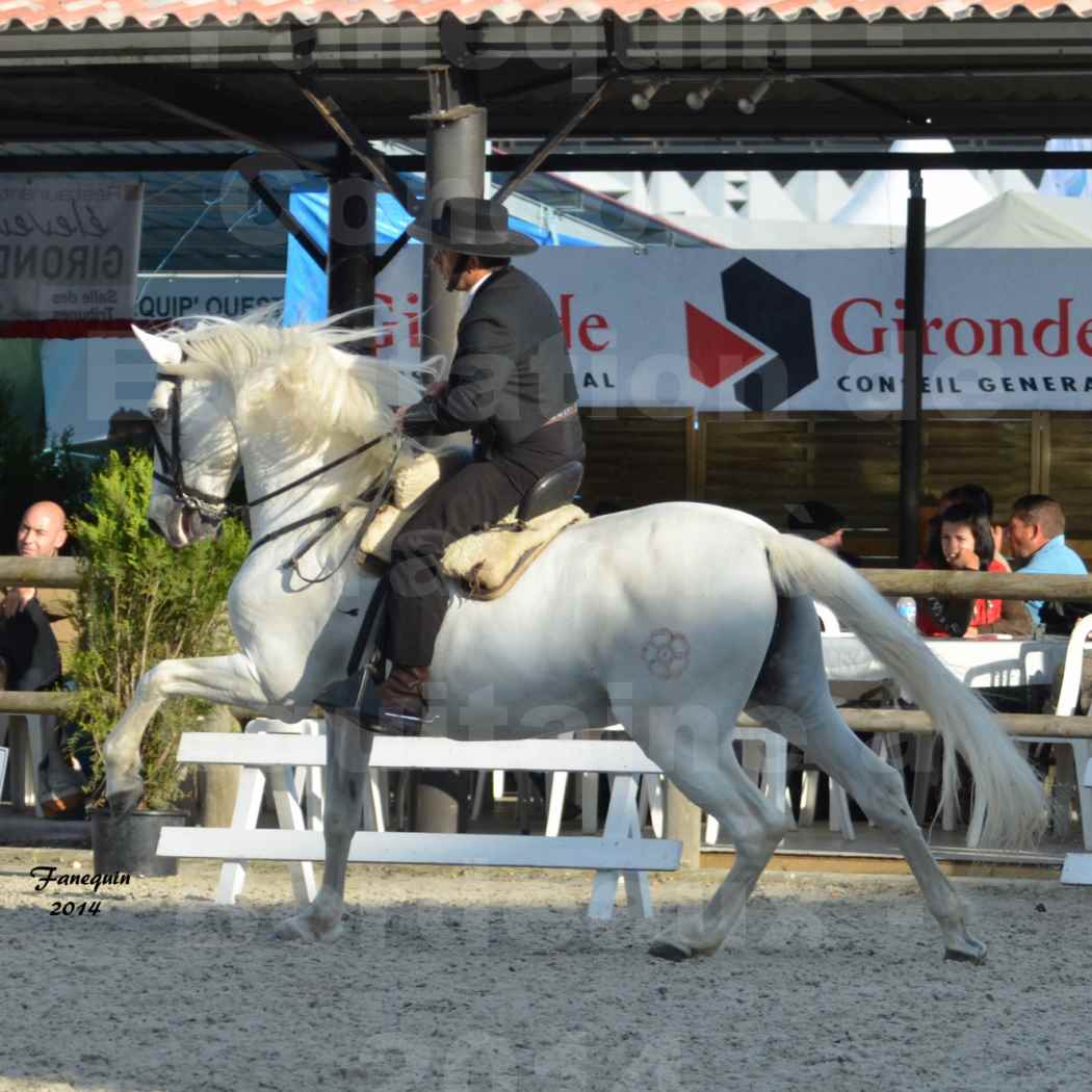 Salon Equitaine de Bordeaux en 2014 - concours Equitation de travail - Épreuve de Dressage - 11