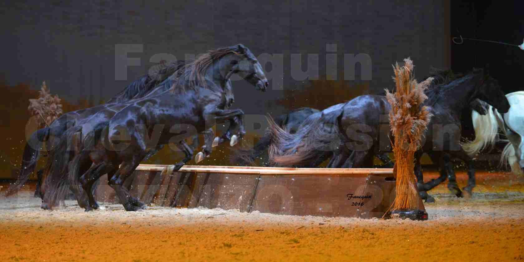 Cheval Passion 2016 - Spectacle les Crinières d'OR - LORENZO "Blanc" - représentation du 23 janvier 2016 - 37