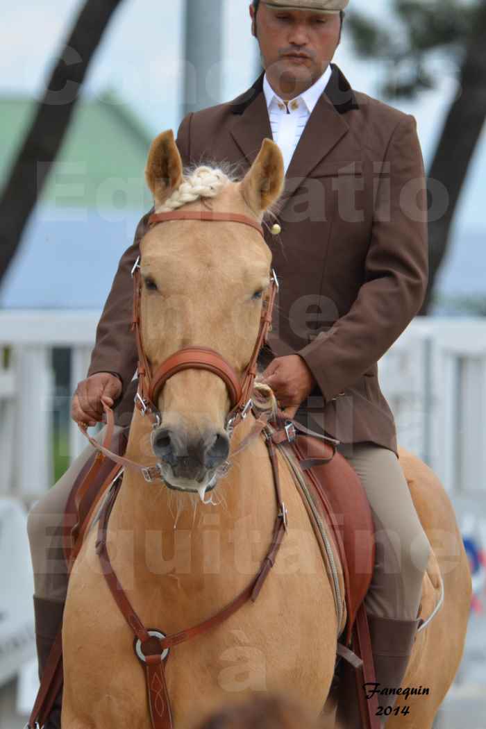 Salon Equitaine Bordeaux 2014 - Portraits de chevaux d'Equitation de travail - 19