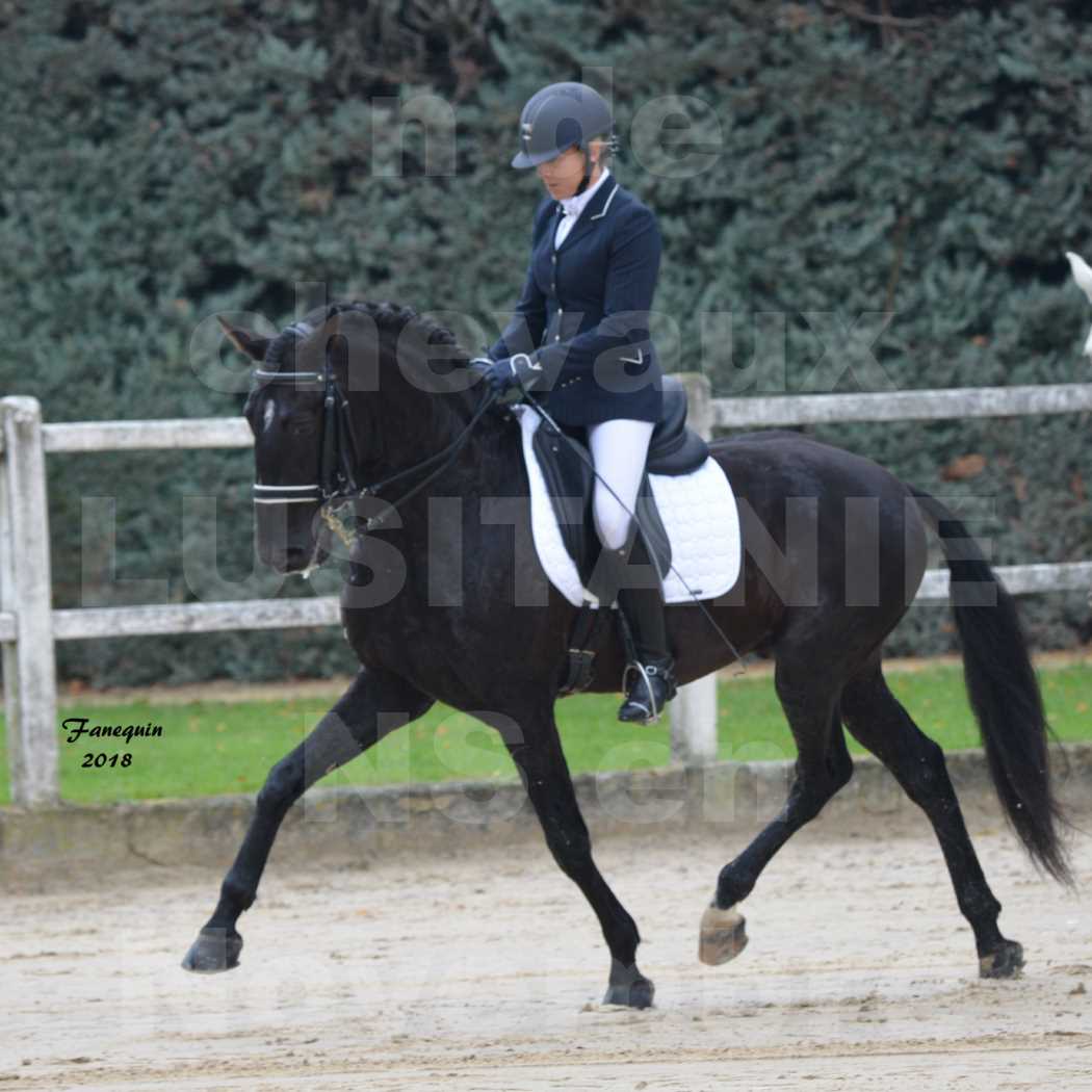 Confirmation de chevaux LUSITANIENS aux Haras d'UZES en novembre 2018 - Étalons - GUADALQUIVIR - 03