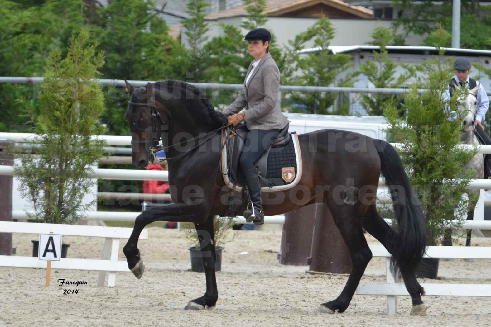 Salon Equitaine de Bordeaux en 2014 - concours Equitation de travail - Épreuve de Dressage - 09