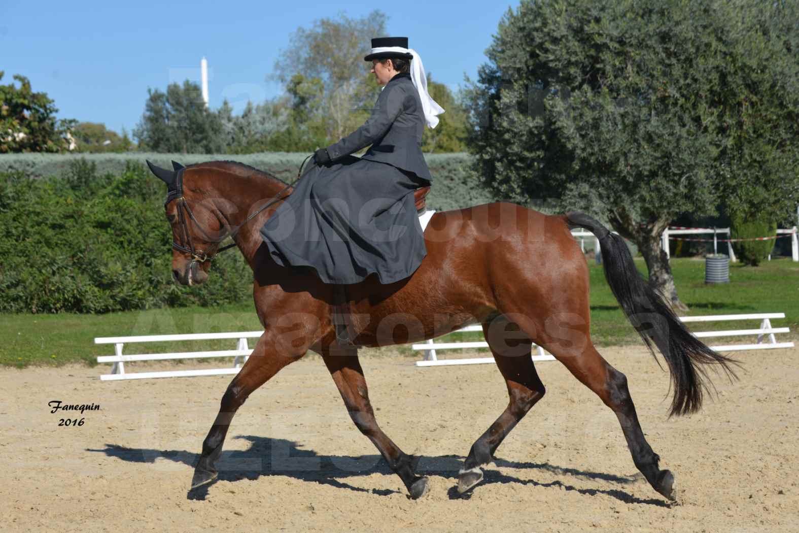 Concours Élégance d'Amazone au Haras d'UZES en Octobre 2016 - Véronique BOURGEON - 01