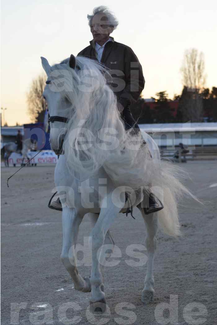 Cheval Passion 2014 - Etalon "GALAN"  blanc écurie Alain LAUZIER - Notre Sélection - 15