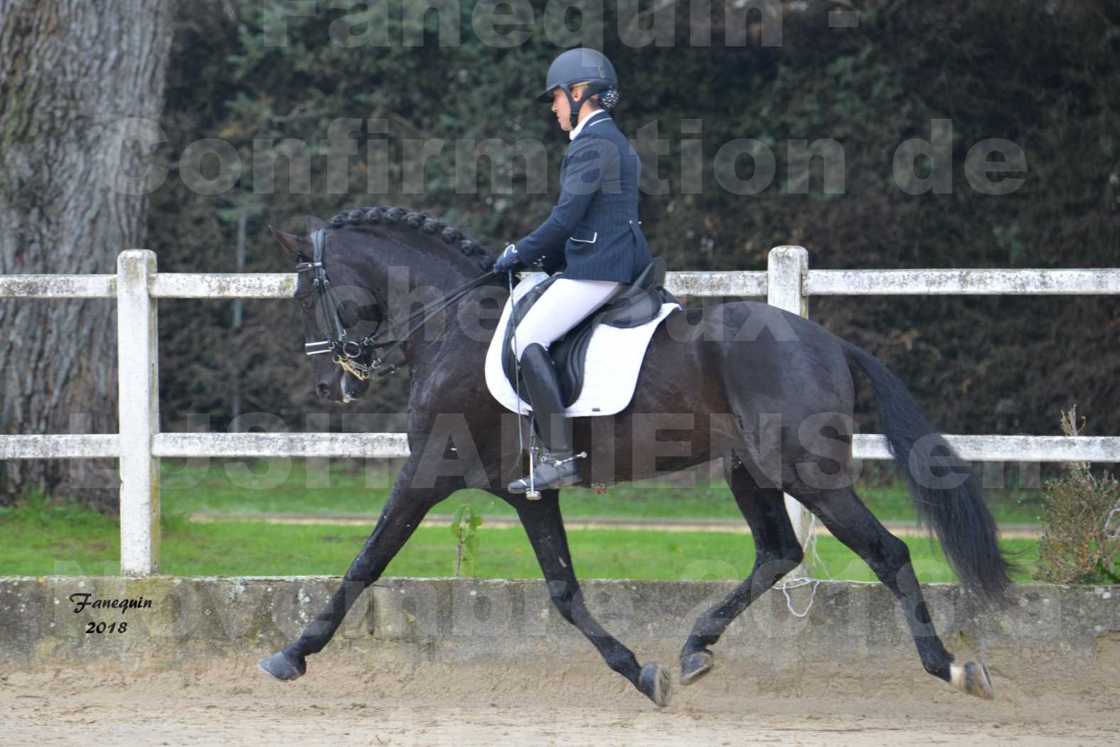 Confirmation de chevaux LUSITANIENS aux Haras d'UZES en novembre 2018 - Étalons - GUADALQUIVIR - 07