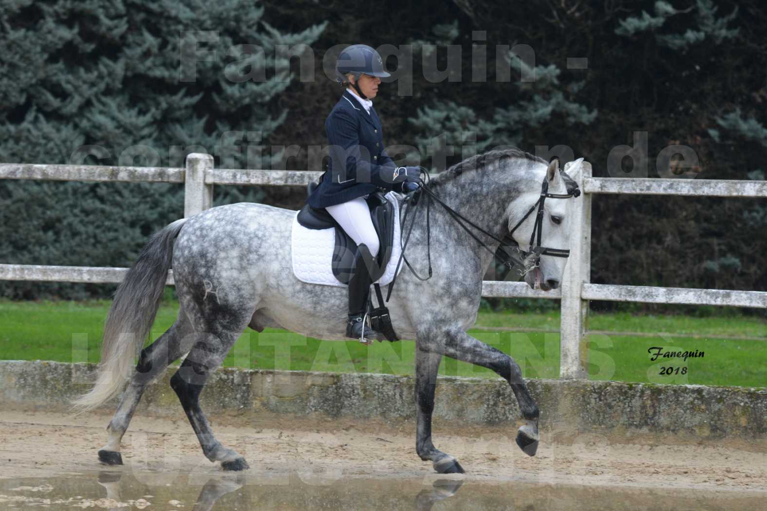 Confirmation de chevaux LUSITANIENS aux Haras d'UZES en novembre 2018 - GUSTAVO - 08