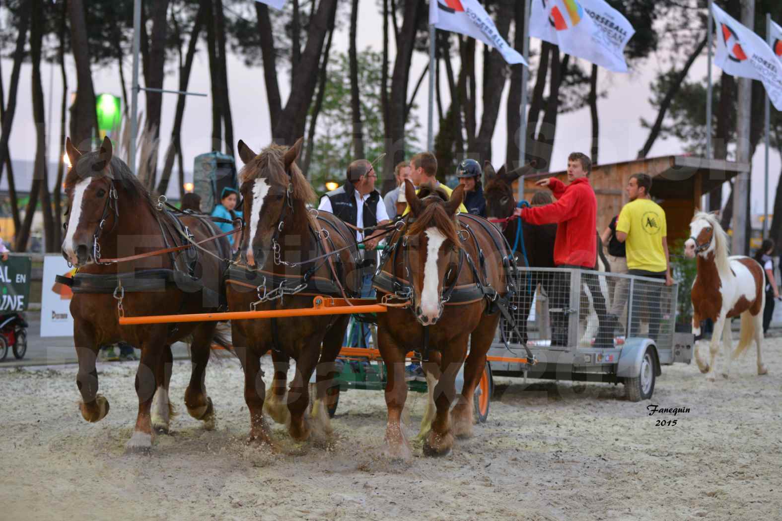Salon Equitaine de Bordeaux 2015 - Démonstration d'attelage à 3 chevaux de front - 07