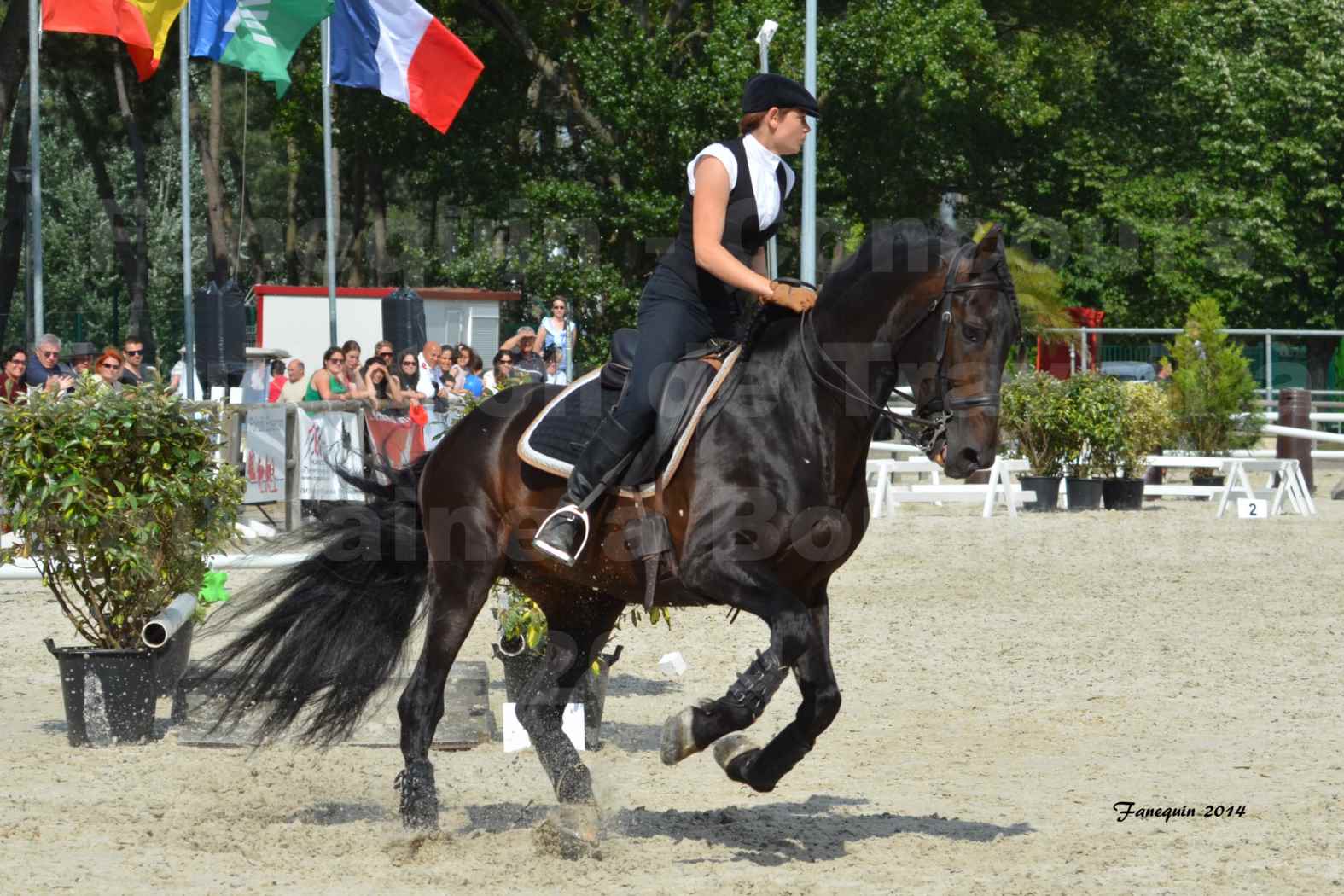 Salon Equitaine de Bordeaux en 2014 - concours Equitation de travail - Épreuve de Maniabilité chronométré - M - 21