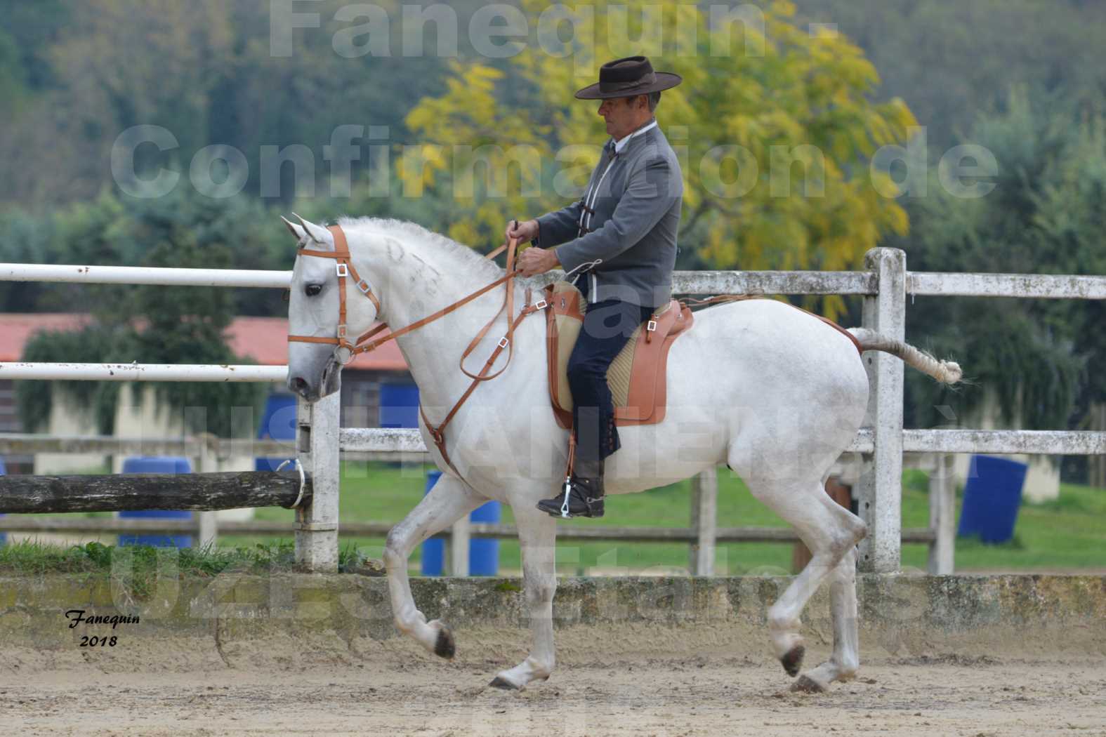 Confirmation de chevaux LUSITANIENS aux Haras d'UZES en novembre 2018 - DON QUICHOTTE DU MOLE - 01