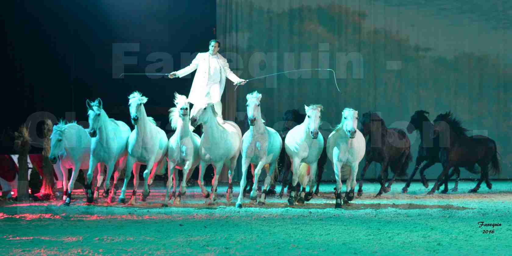 Cheval Passion 2016 - Spectacle les Crinières d'OR - LORENZO "Blanc" - représentation du 23 janvier 2016 - 23