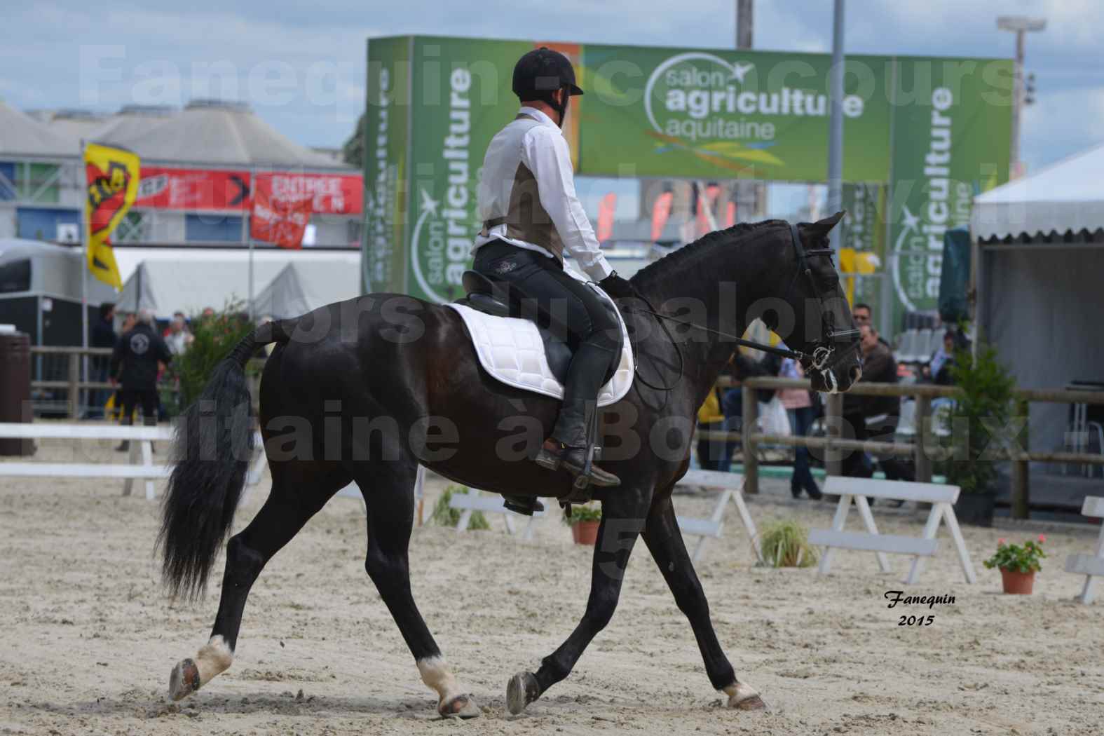 Salon Equitaine de Bordeaux 2015 - Concours d'Equitation de Travail avec chevaux Ibériques - M - 5