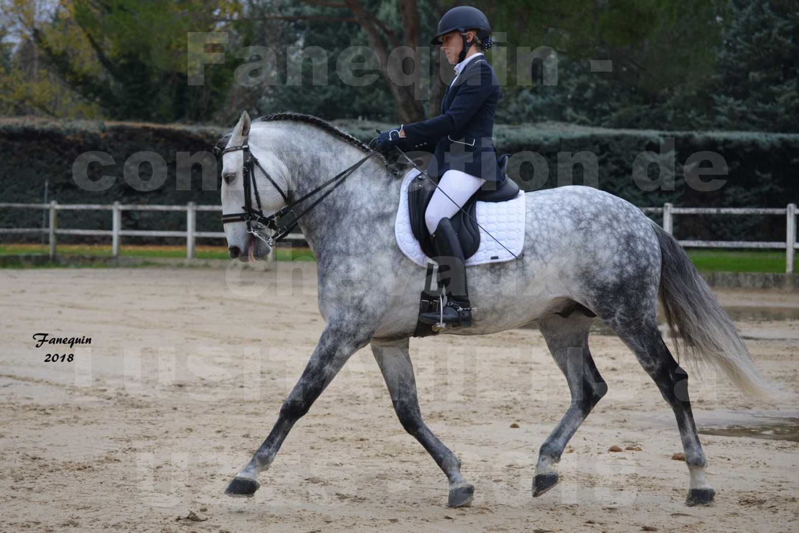 Confirmation de chevaux LUSITANIENS aux Haras d'UZES en novembre 2018 - GUSTAVO - 03