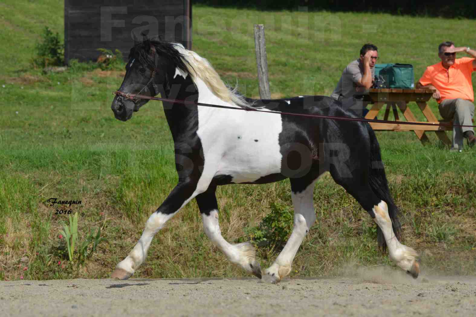 Spectacle de chevaux PRE chez Frédérique VIGNE - 28