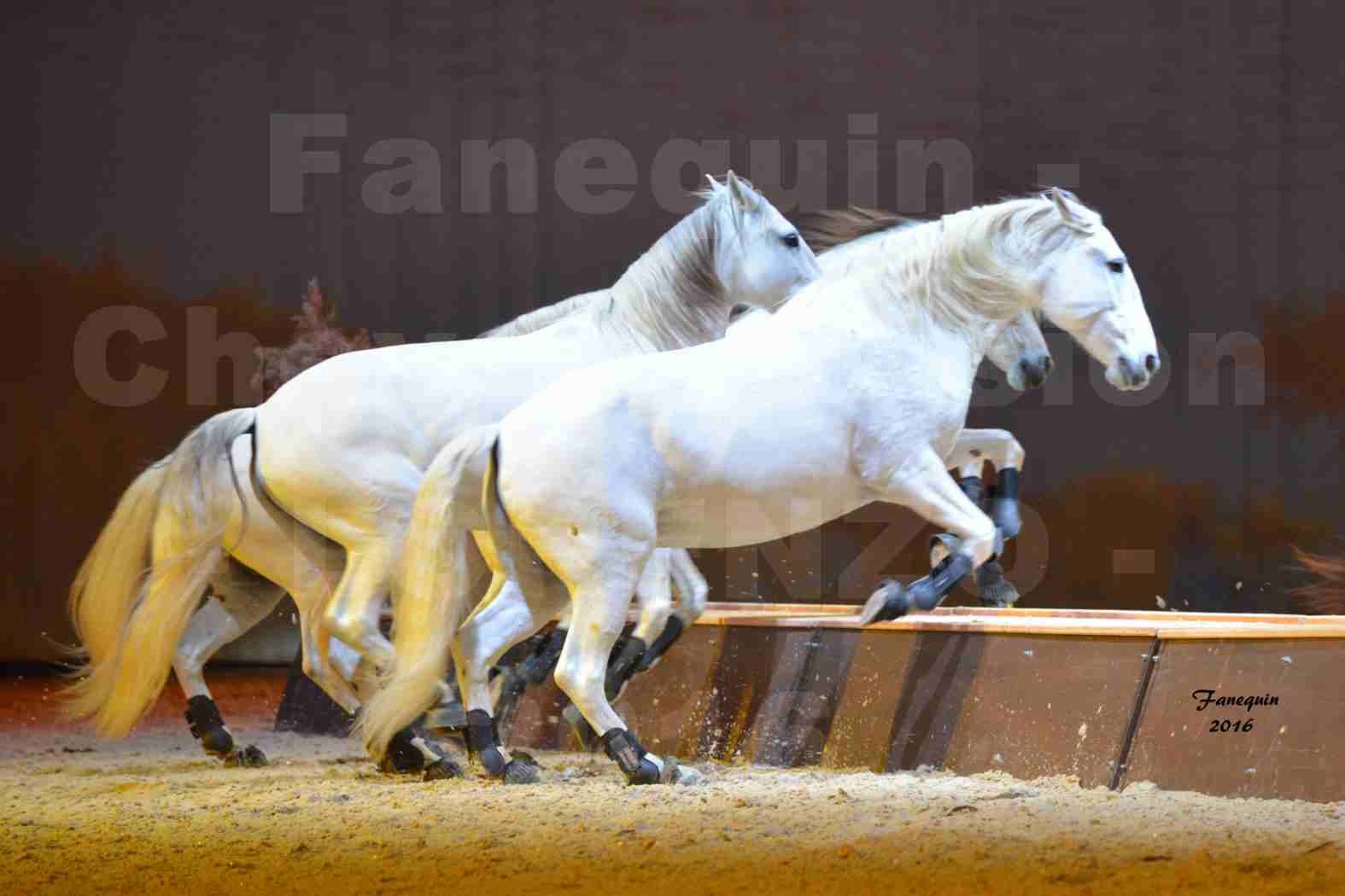 Cheval Passion 2016 - Spectacle les Crinières d'OR - LORENZO "Blanc" - représentation du 23 janvier 2016 - 39