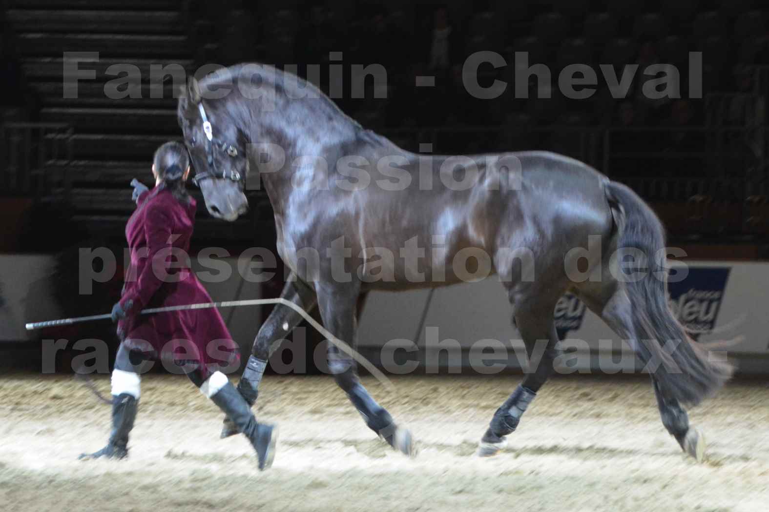 Cheval Passion 2014 - Frédériq VIGNE - Notre Sélection - 14