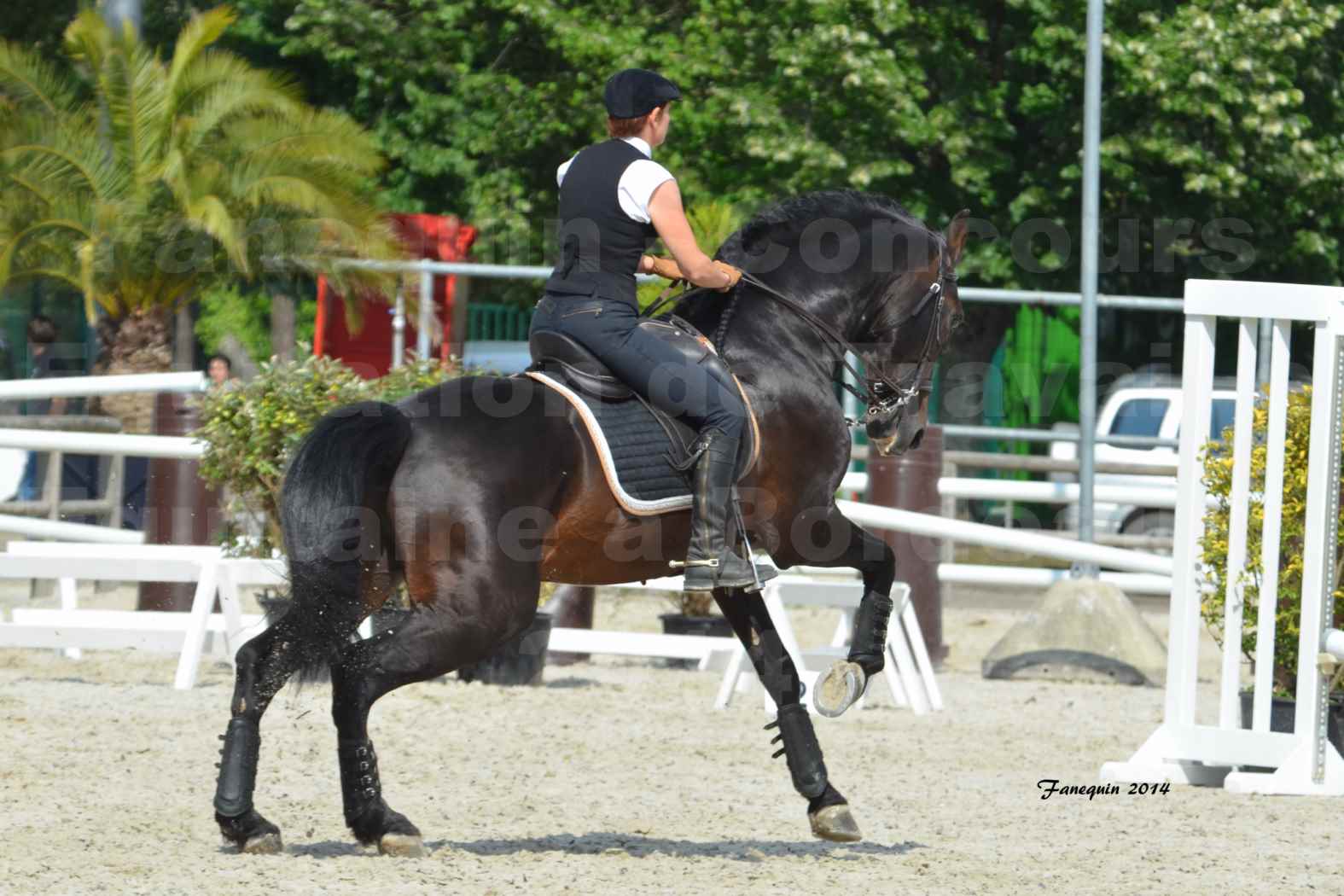 Salon Equitaine de Bordeaux en 2014 - concours Equitation de travail - Épreuve de Maniabilité chronométré - M - 11