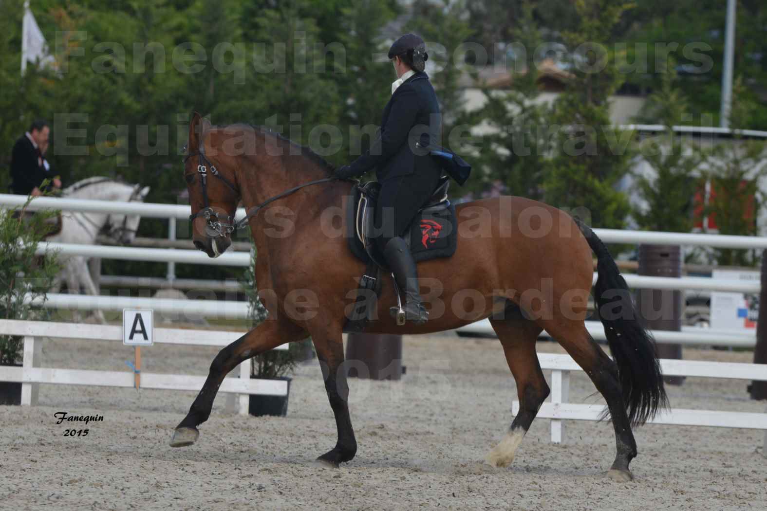 Salon Equitaine de Bordeaux 2015 - Concours d'Equitation de Travail avec chevaux Ibériques - E - 6