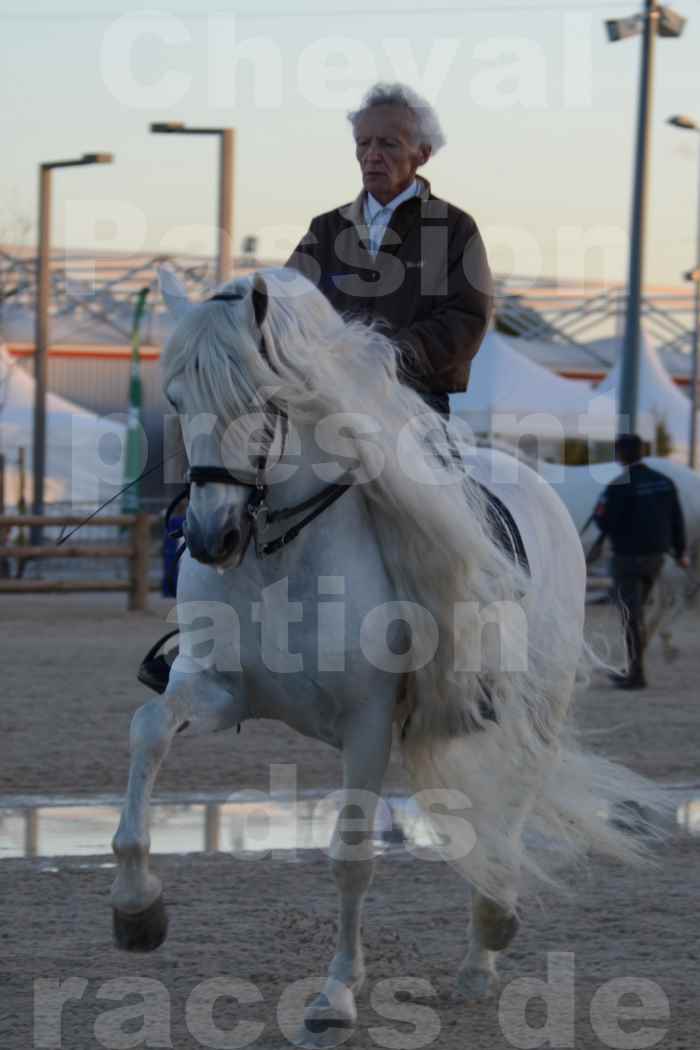 Cheval Passion 2014 - Etalon "GALAN"  blanc écurie Alain LAUZIER - Notre Sélection - 38