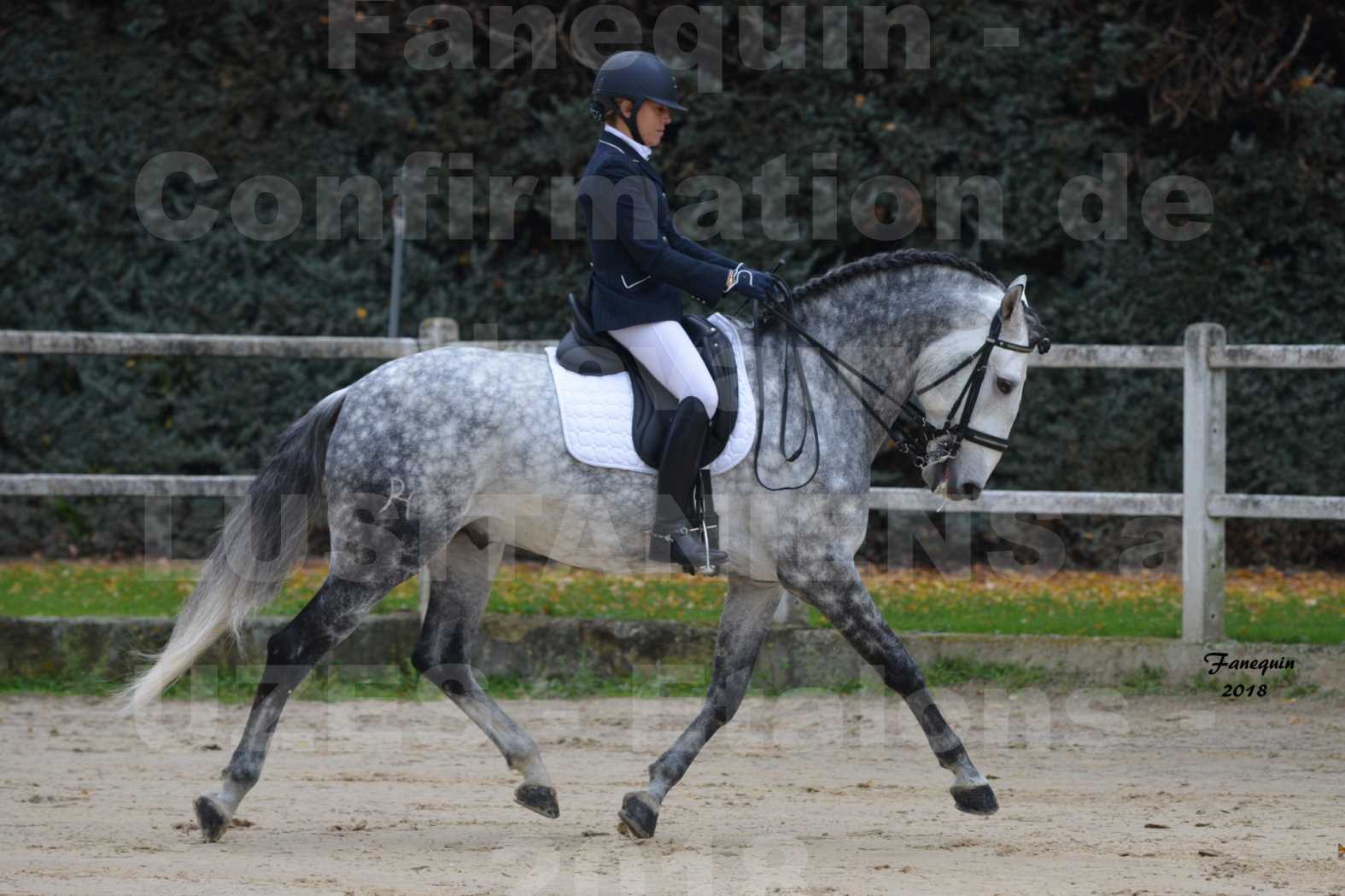 Confirmation de chevaux LUSITANIENS aux Haras d'UZES en novembre 2018 - GUSTAVO - 05