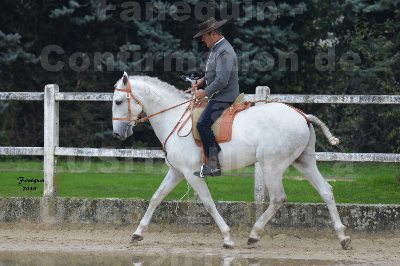 Confirmation de chevaux LUSITANIENS aux Haras d'UZES en novembre 2018 - DON QUICHOTTE DU MOLE - 05