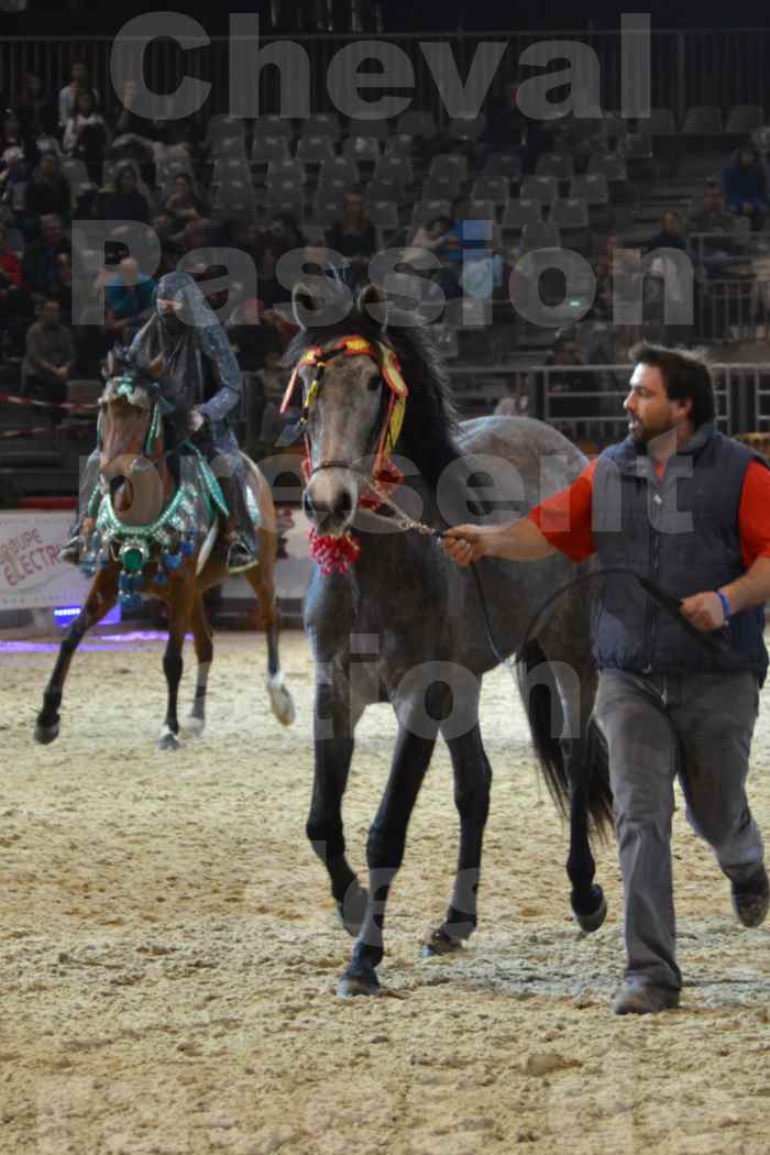 Cheval Passion 2014 - Chevaux BARBES - Notre Sélection - 29