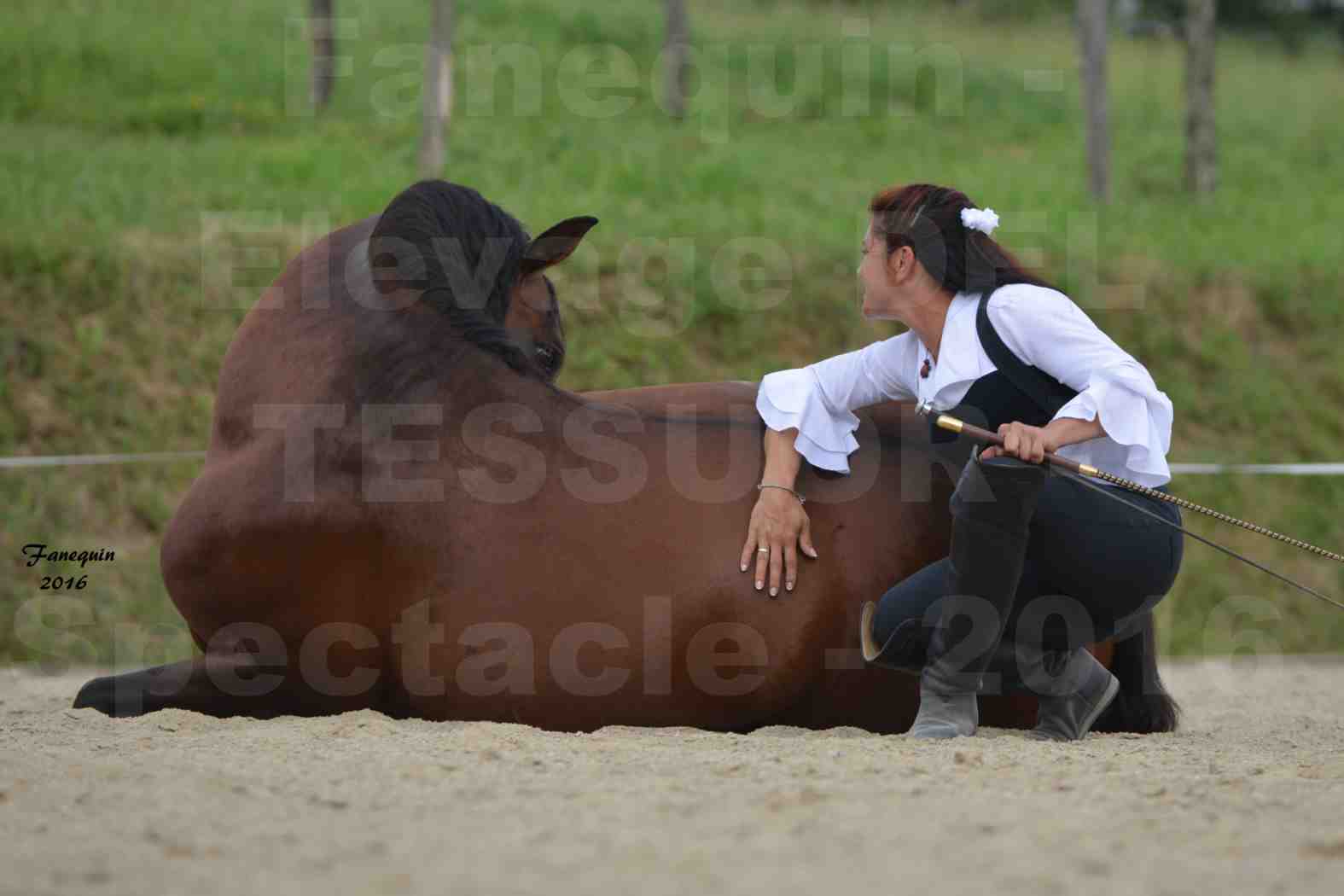 Spectacle de chevaux PRE chez Frédérique VIGNE - 03