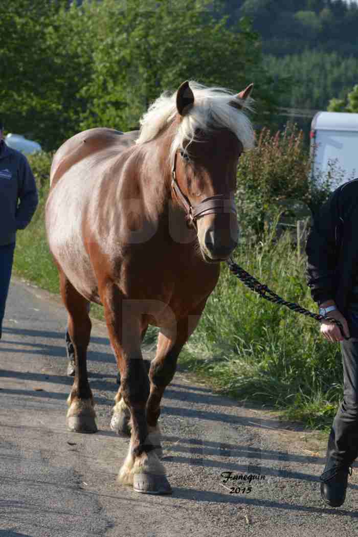 Préparatifs des chevaux avant le départ de la Route Du Beaujolais 2015 - 03