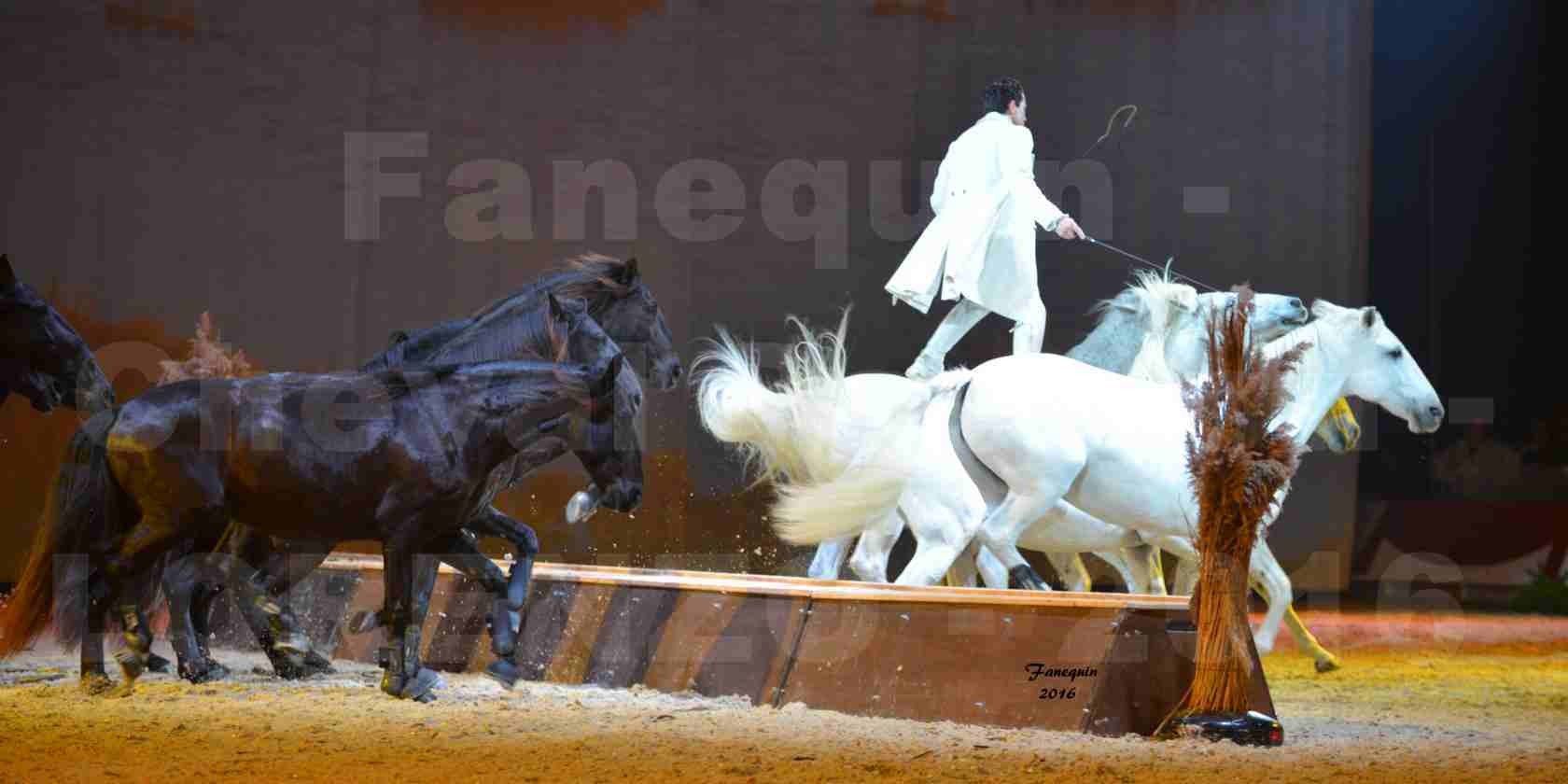 Cheval Passion 2016 - Spectacle les Crinières d'OR - LORENZO "Blanc" - représentation du 23 janvier 2016 - 35