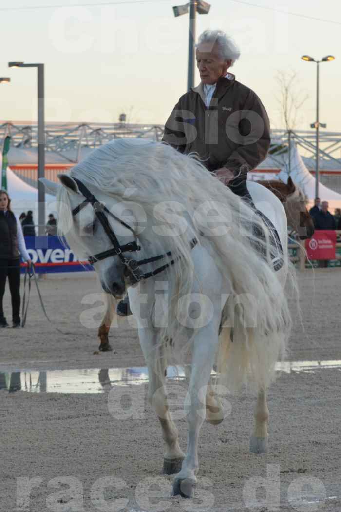 Cheval Passion 2014 - Etalon "GALAN"  blanc écurie Alain LAUZIER - Notre Sélection - 32