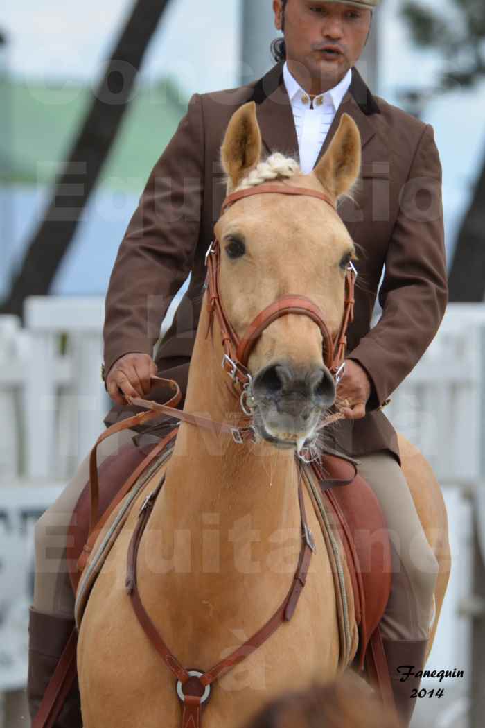 Salon Equitaine Bordeaux 2014 - Portraits de chevaux d'Equitation de travail - 20