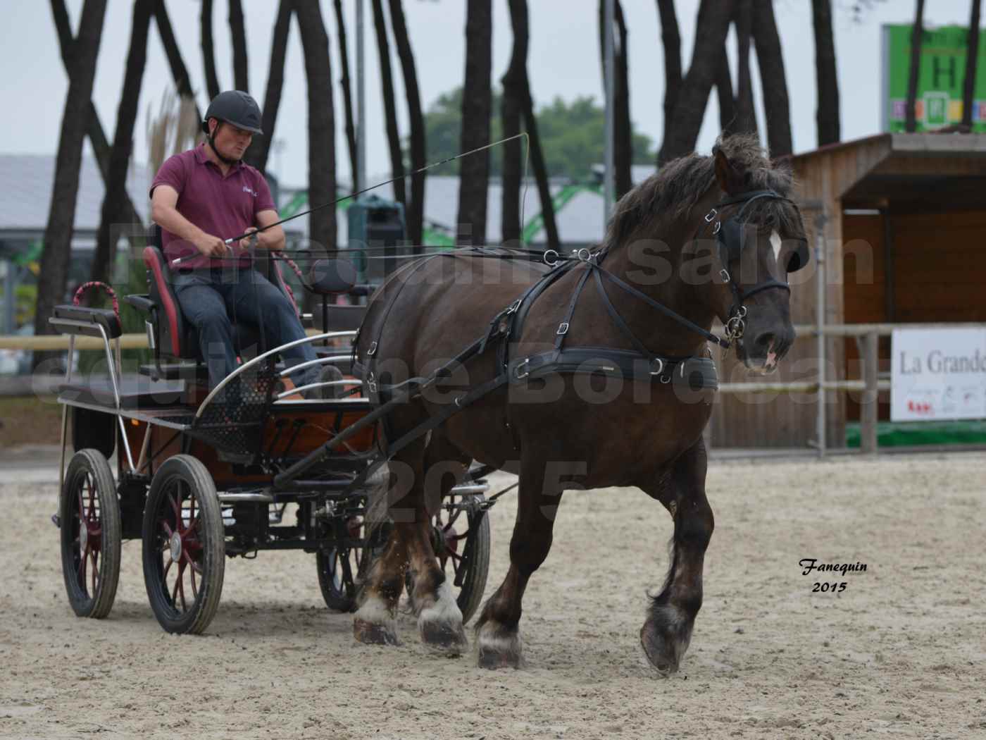 Salon Equitaine de Bordeaux 2015 - Présentation attelage en simple cheval de trait - 1