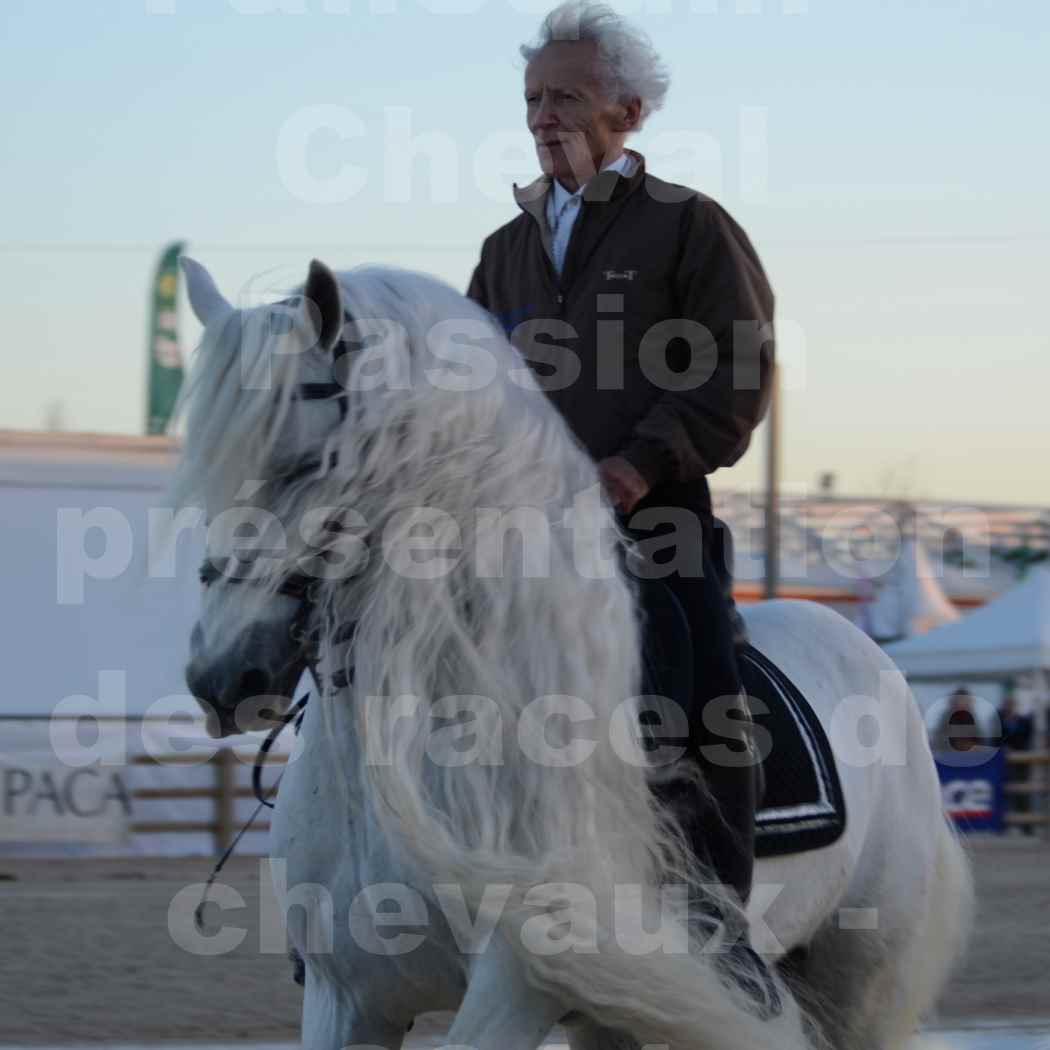 Cheval Passion 2014 - Etalon "GALAN"  blanc écurie Alain LAUZIER - Notre Sélection - Portraits - 12