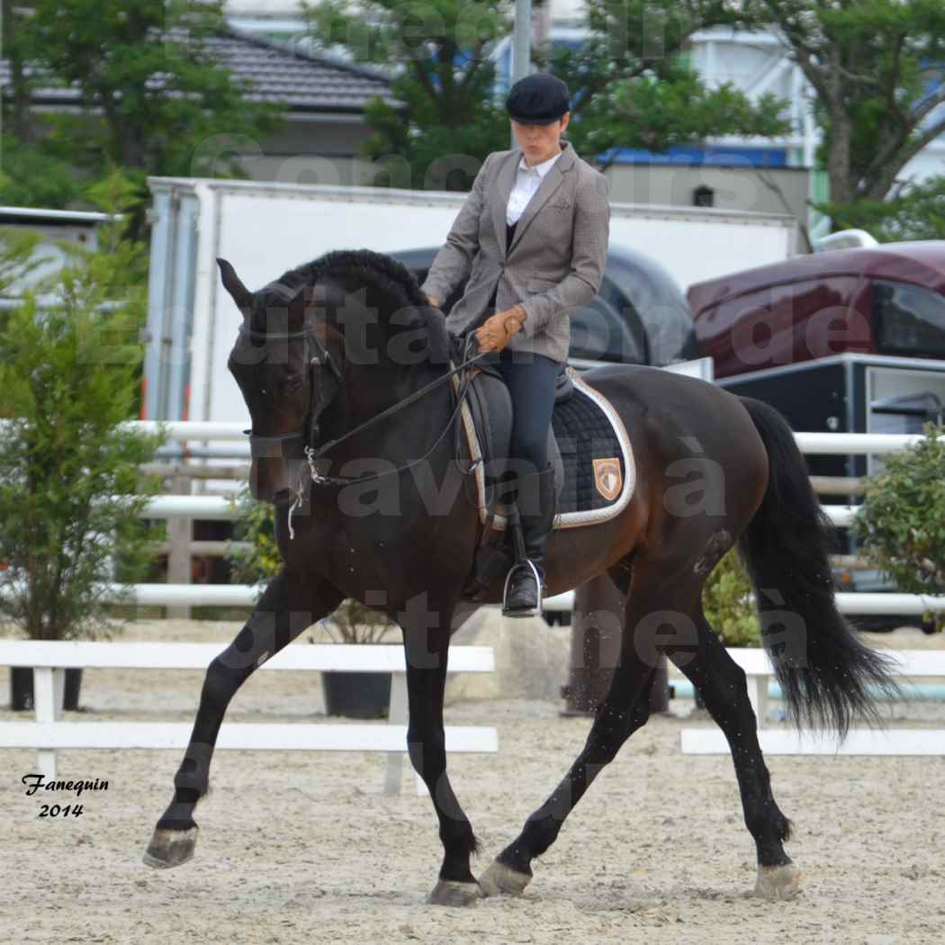 Salon Equitaine de Bordeaux en 2014 - concours Equitation de travail - Épreuve de Dressage - 04