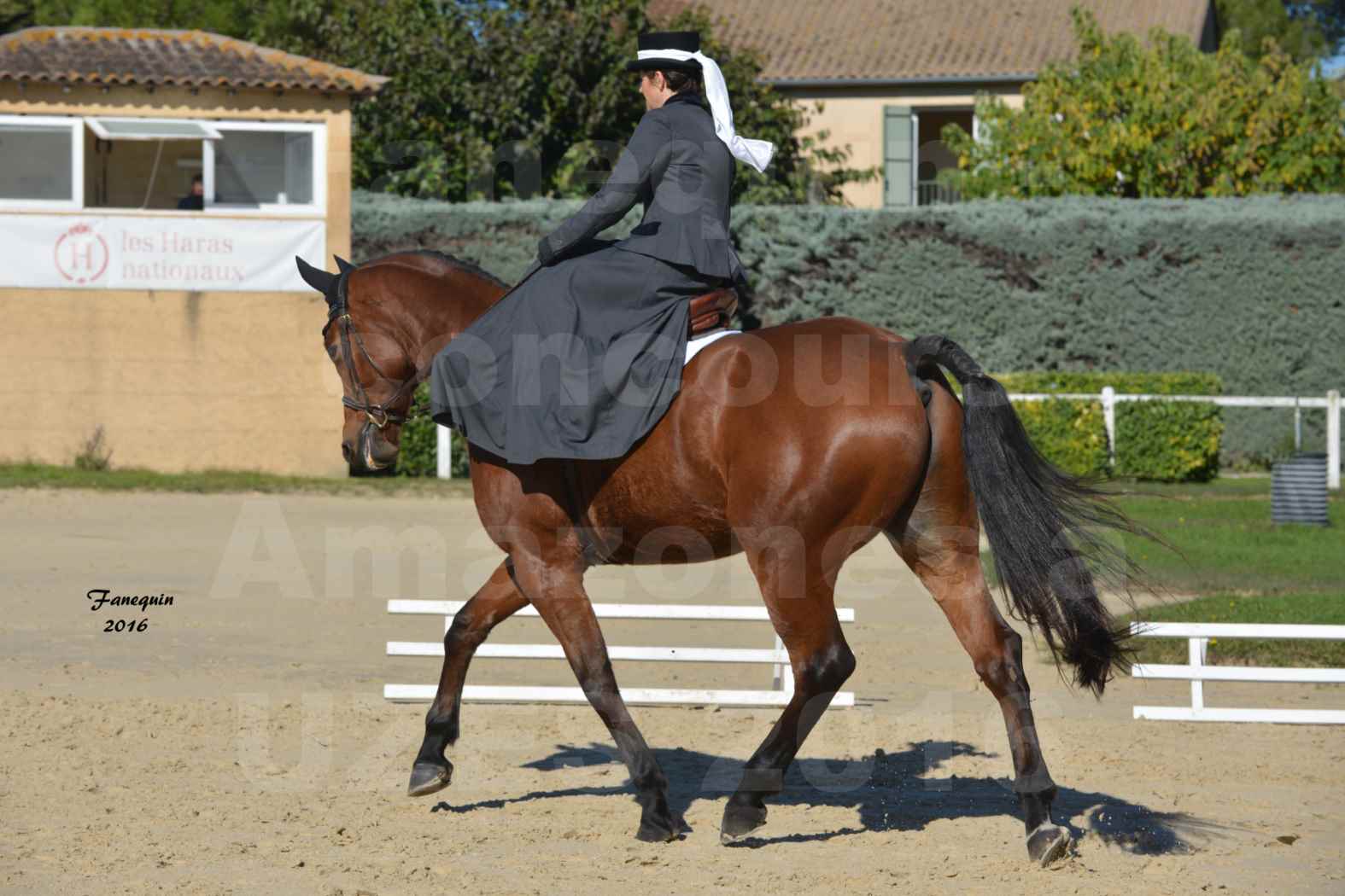 Concours Élégance d'Amazone au Haras d'UZES en Octobre 2016 - Véronique BOURGEON - 08