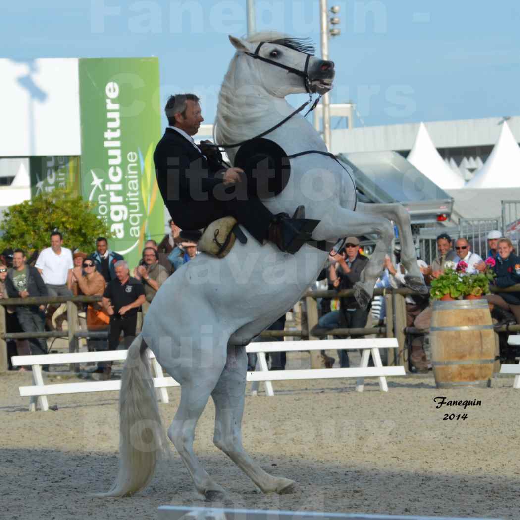 Salon Equitaine de Bordeaux en 2014 - concours Equitation de travail - Épreuve de Dressage - 10