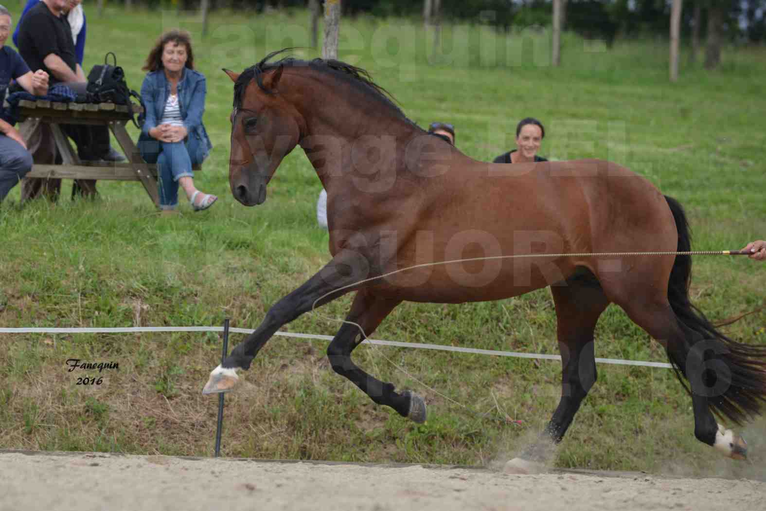 Spectacle de chevaux PRE chez Frédérique VIGNE - 12