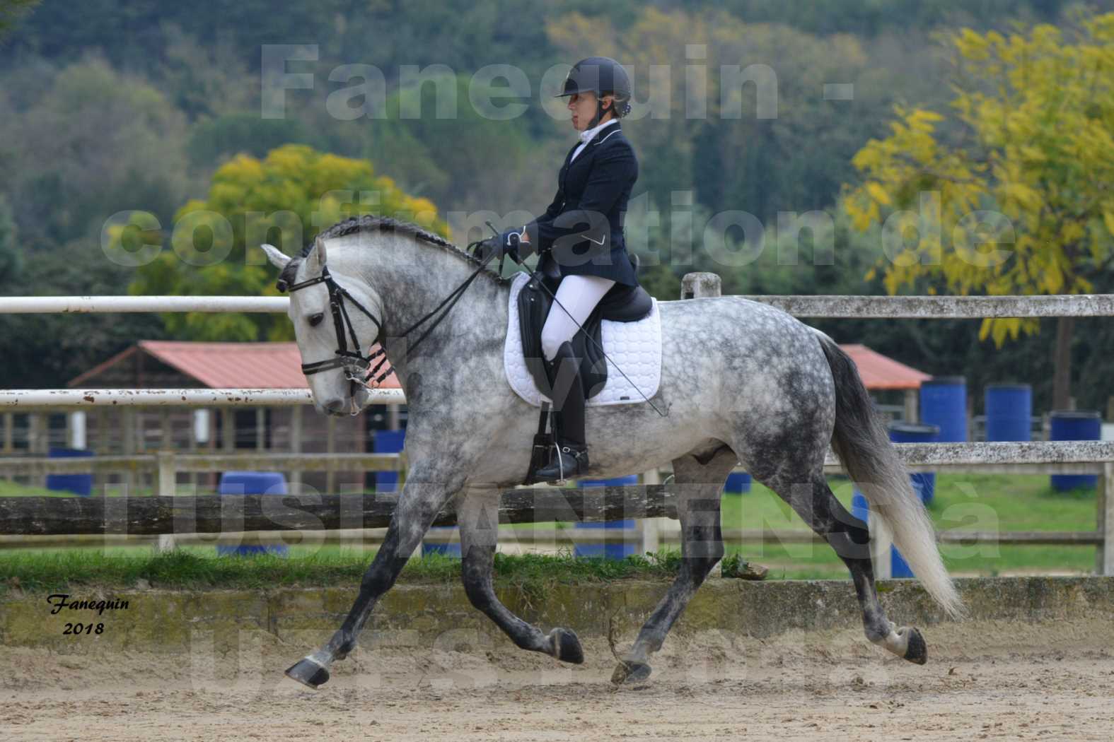 Confirmation de chevaux LUSITANIENS aux Haras d'UZES en novembre 2018 - GUSTAVO - 09